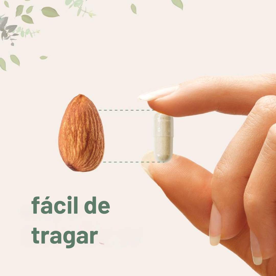 🧠  Melena de León 2 en 1 X 240 cáps – Enfoque y claridad mental 🍄